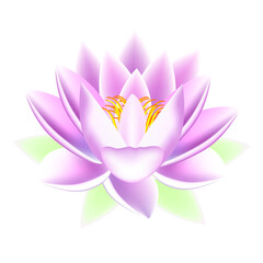 Pink lotus flower isolated on white background.