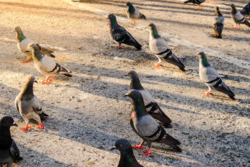 Obraz premium Pigeons stand on the road and are waiting for people to bring food to the