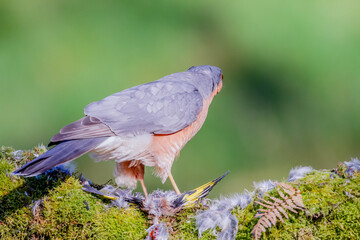 Sparrowhawk (Accipiter nisus), perched sitting on a plucking post with prey. Scotland, UK