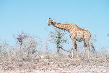 Obraz na płótnie Canvas wild giraffe in desert
