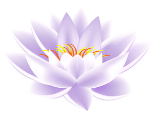 Lotus on white background.