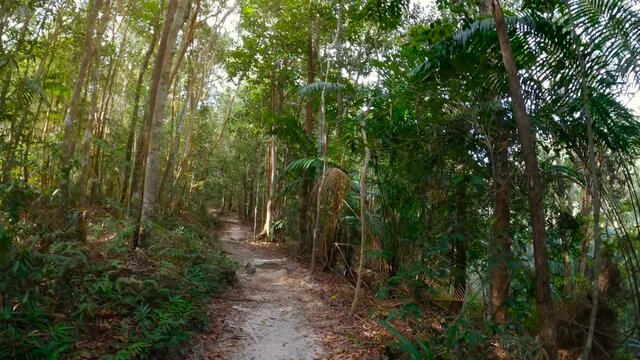 Point of view shot - walking Jungle path at deep tropical rain forest. Wild nature stock footage.