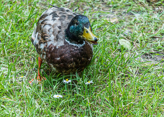 Duck standing in the grass