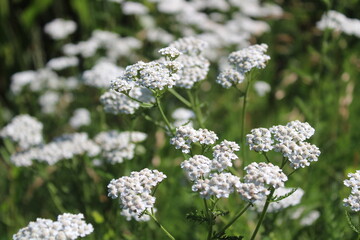 Schafgarbe © Martina