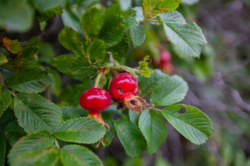 Red berries of a dog-rose on a bush.