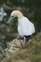 Gannet on the rocks