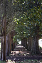 Fototapeta premium A path of magnolia trees