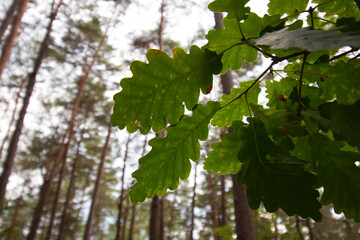 Fresh green oak tree leaves