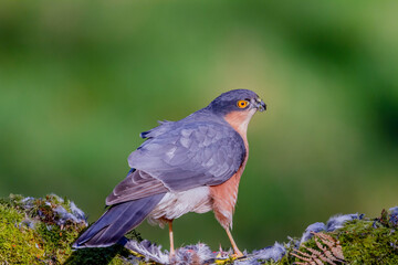 Fototapeta premium Sparrowhawk (Accipiter nisus), perched sitting on a plucking post with prey. Scotland, UK