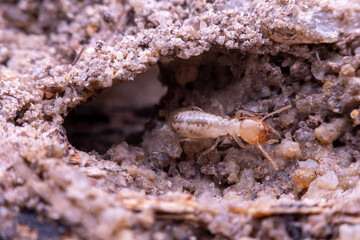 termite