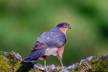 Sparrowhawk (Accipiter nisus), perched sitting on a plucking post with prey. Scotland, UK