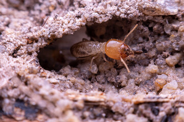 termite