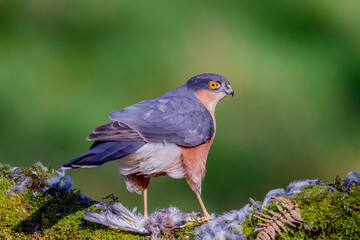 Sparrowhawk (Accipiter nisus), perched sitting on a plucking post with prey. Scotland, UK