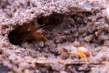 termite