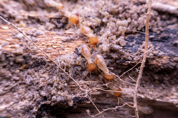 termite