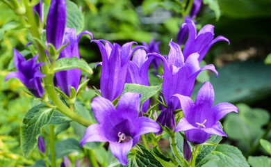 Bluebells