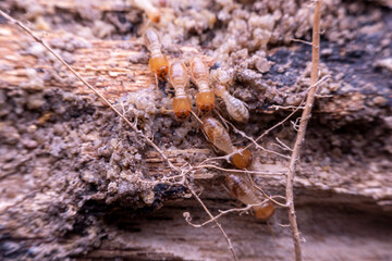 termite