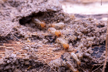 termite