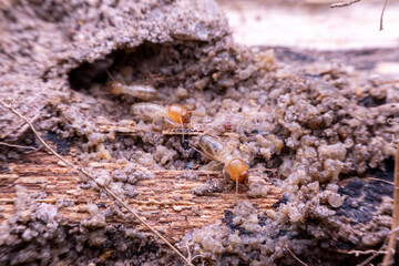 termite