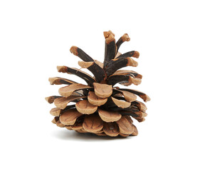 dry brown conifer cone isolated on white background, pine seeds