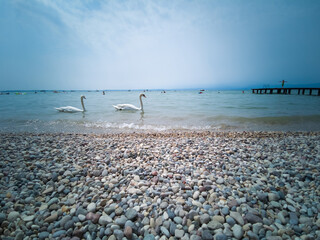 Pebble beach in lake Garda and two swans swimming quietly