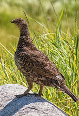 Mountain Grouse