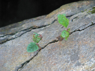 A crack in the rock with sprouted young oak sprouts