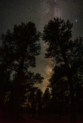 Kaibab National Forest at Night