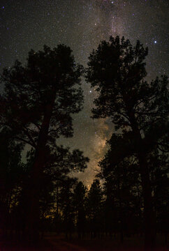 Kaibab National Forest At Night