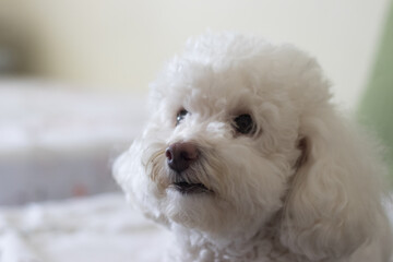 Cachorro Poodle Pequeno e Fofo