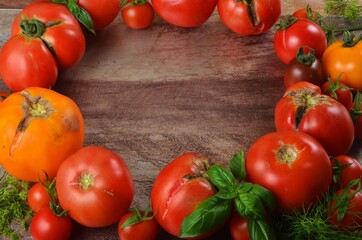 Colorful organic tomatoes - red tomatoes and  yellow tomatoes and basil vith dill. Tomatoes background. Copy space and text area