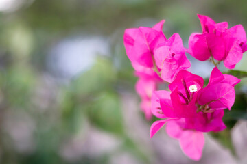 Bougainvillea is blooming flower background .
