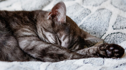emotions and life difficulties of cats © Viacheslav