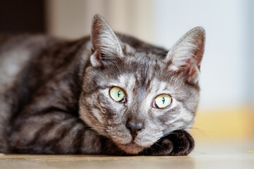 emotions and life difficulties of cats