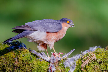 Sparrowhawk (Accipiter nisus), perched sitting on a plucking post with prey. Scotland, UK