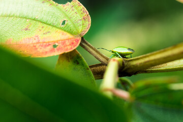 Inseto verde pequeno em fotografia macro andando sobre galho de árvore e coletando seixa