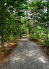 walking path in the woods