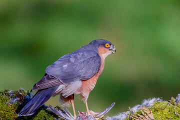 Sparrowhawk (Accipiter nisus), perched sitting on a plucking post with prey. Scotland, UK