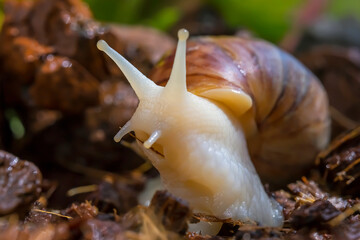 Snail. Macro photo. Snail on the ground. The soil. Green flowering grass. Snail in its natural habitat. Snail skin texture. Blurred background. Relaxation theme