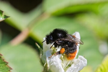 red-tailed bumblebee on a flower