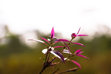 Young shoots of purple leaves In the spring simple and beautiful