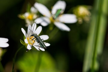 false oil beetle (Oedemera nobilis) on a flower