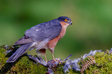 Sparrowhawk (Accipiter nisus), perched sitting on a plucking post with prey. Scotland, UK