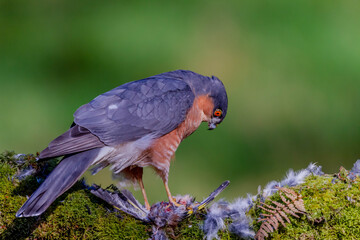 Sparrowhawk (Accipiter nisus), perched sitting on a plucking post with prey. Scotland, UK