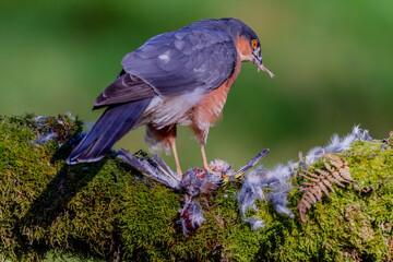 Sparrowhawk (Accipiter nisus), perched sitting on a plucking post with prey. Scotland, UK