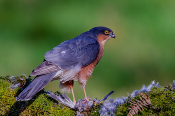 Sparrowhawk (Accipiter nisus), perched sitting on a plucking post with prey. Scotland, UK