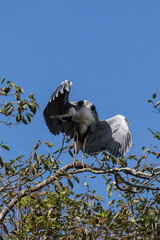 Grey Heron in tree, Kushiro, Hokkaido, Japan