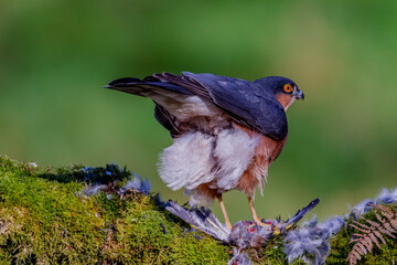 Sparrowhawk (Accipiter nisus), perched sitting on a plucking post with prey. Scotland, UK