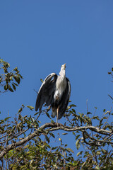 Grey Heron in tree, Kushiro, Hokkaido, Japan