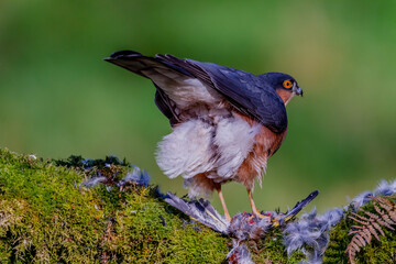 Sparrowhawk (Accipiter nisus), perched sitting on a plucking post with prey. Scotland, UK
